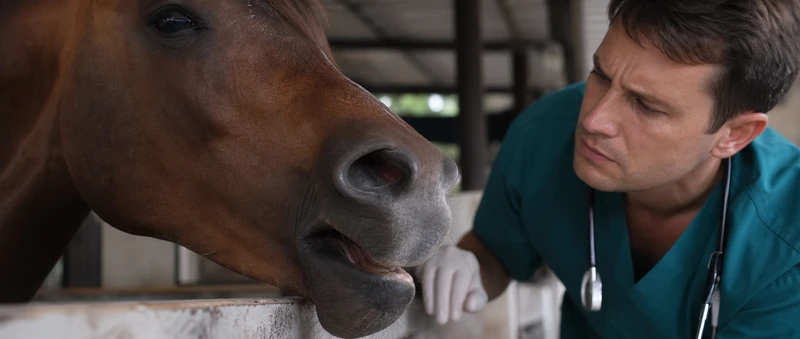 Problemas respiratórios em cavalos: sinais de alerta 