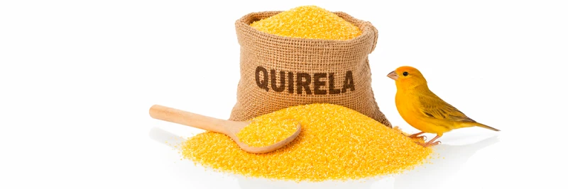 Quirela como alimento: para que serve na criação animal